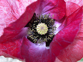 flower HD wallpaper