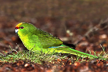 Green Parrot, beautiful, , green, parrot HD wallpaper