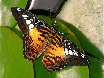 Golden Butterfly, golden, cool, butterfly HD wallpaper