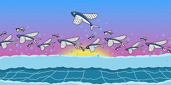 Flying Dolphins, dolphin, artist, artwork, digital-art HD wallpaper