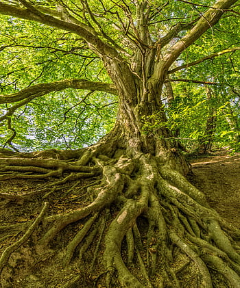 Captured in summer, a grand tree with sprawling roots offers a serene natural landscape. HD phone wallpaper