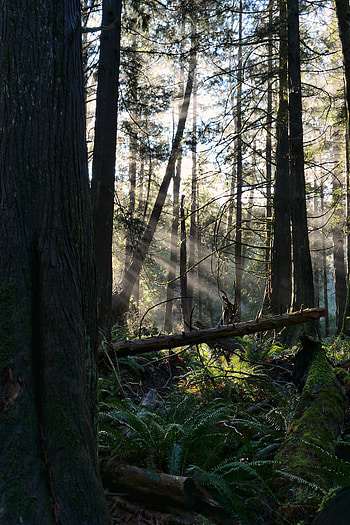 Nature, Trees, Fern, Forest, Sunlight HD phone wallpaper