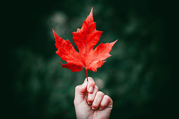 Nature, Autumn, Hand, Sheet, Leaf, Maple HD wallpaper