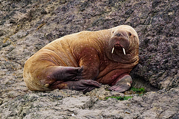 Tenby walrus, Coastal town spectacle, Pembs magazine, Quirky character HD wallpaper