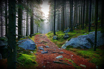 Forest Trail, trail, pathway, light, trees, forest, rock HD wallpaper