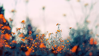 macbook pro Gallery, MacBook Aesthetic HD wallpaper
