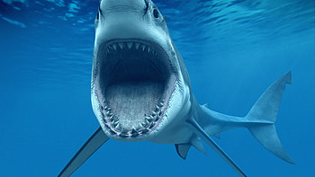 Jaws, Sharks HD wallpaper