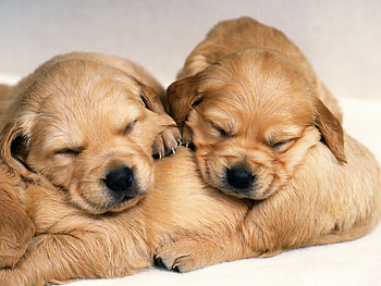 Puppy Dog, beautifull love HD wallpaper