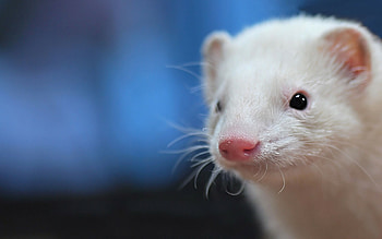 Creative ferret , Artistic expression, Unique design, Eye-catching HD wallpaper