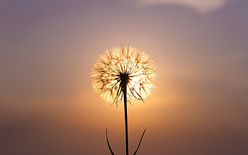 Plants, Dandelions HD wallpaper