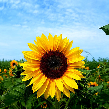 Sunflower, cloud, sky HD phone wallpaper