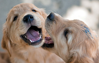 Dogs, pay, dog, cute, puppies, beauty, dog face, animals, adorable, sweet, beautiful, playful, playful dog, puppy, pretty, face, lovely, bubbles HD wallpaper
