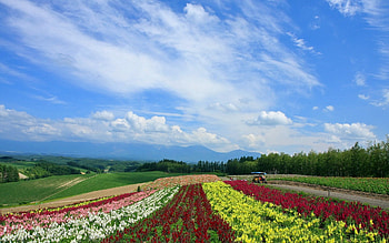 Nature, Flowers, Poppies, Field, Plantation, Japan, Rows, Ranks HD wallpaper