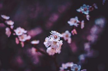 Flowers, Sakura, Macro, Bloom, Flowering HD wallpaper