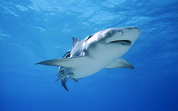 Bull shark, Sea Animals HD wallpaper