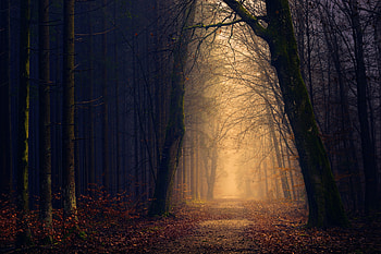 Trees Pathway, path, forest, nature, trees HD wallpaper