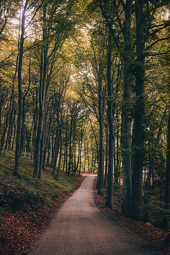 Nature, Trees, Autumn, Park, Path HD phone wallpaper