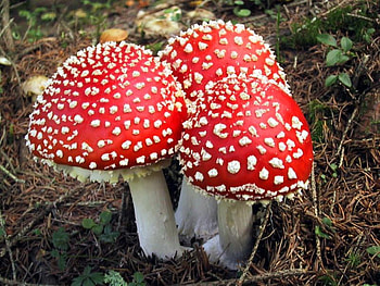Amanita Muscaria, muscaria, mushroom, amanita, red HD wallpaper