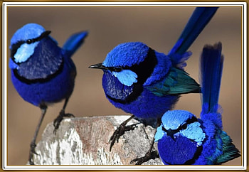 FRAMED BIRDS, BIRDS, NATURE, FRAMED HD wallpaper