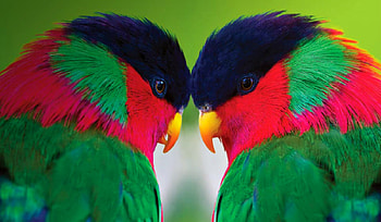 collared lories, blue, black, birds, green, red, yelloe HD wallpaper