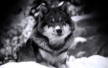 Blue Eyes Winter Wolves, winter, blue, animal, wolves, snow, eyes HD wallpaper