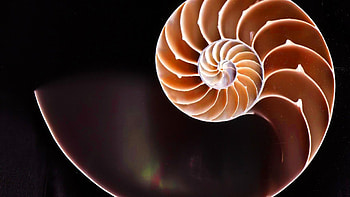 Golden Ratio, Mathematical concept, Golden Ratio , Zoey Walker HD wallpaper
