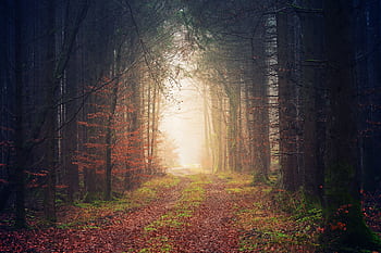 Enchanting view of a misty forest pathway during autumn, surrounded by towering trees and colorful leaves. HD wallpaper