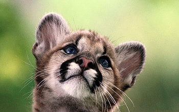 Cougar, Inspirational quotes, Admirable strength, Untamed spirit HD wallpaper