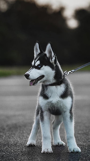 Husky Dog, Adorable Husky Puppy HD phone wallpaper