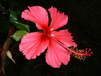 Deep Pink Hibiscus Flower, pink, hibiscus flower, tropical HD wallpaper