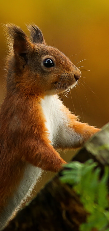 Animal squirrel, Wildlife portrait HD phone wallpaper