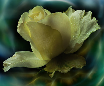 Beautiful Yellow, yellow rose, art , beautiful, nature HD wallpaper