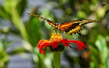 tiger swallowtail butterfly, tiger, butterfly, flower, swallowtail, insect HD wallpaper