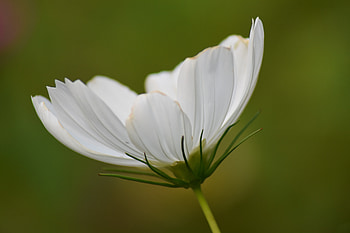 White cosmos, bloom, flower, close up HD wallpaper