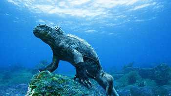 Galapagos Islands, Top backgrounds HD wallpaper