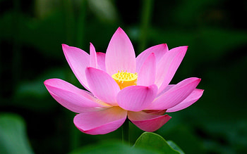 Lotus flower garden, Nature's beauty, Peaceful ambiance, Tranquil surroundings HD wallpaper