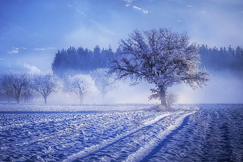 Trees, winter, forest, landscape HD wallpaper