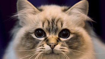 Animals, Cat, Fluffy, Eyes, Sight, Opinion, Sweetheart, Nice HD wallpaper