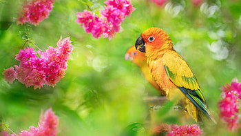 Yellow Green Red Parrot Bird Is Standing In Green White Blur Bokeh Background Birds HD wallpaper