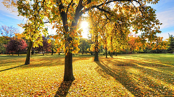 Landscape, Trees, Autumn, Leaves, Sun HD wallpaper