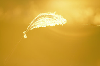 Light Of Fall Spider Thread, leaf, macro, graphy HD wallpaper