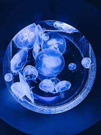 Fishes, glow, blue, jellyfishes HD phone wallpaper
