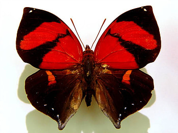 Ebony and sapphire, black, display, butterfly, red HD wallpaper