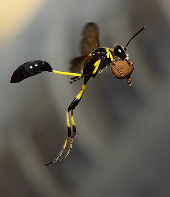 Black-waisted mud-dauber, Wasp HD phone wallpaper