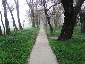 Nature, Forest, Fog, Path, Trail, Melancholy, Yearning HD wallpaper