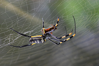 Web, Macro, Spider HD wallpaper