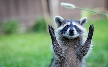 Raccoon, Animal HD wallpaper