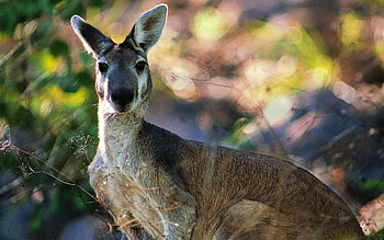 Animals, Leaves, Kangaroo, Muzzle HD wallpaper