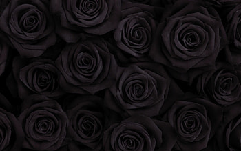 Black rose , Nature HD wallpaper