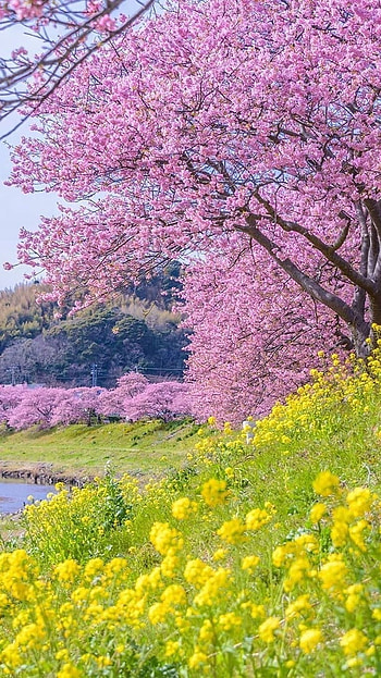 Spring, Flower Tree HD phone wallpaper